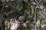 Lycoperdon echinatum image