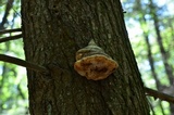 Fomitopsis rosea image