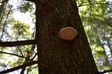 Fomitopsis rosea image