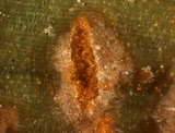 Uromyces transversalis image