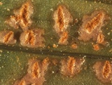 Uromyces transversalis image