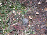 Mycena leptocephala image