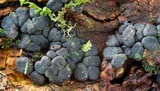 Kretzschmaria clavus image