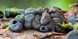Kretzschmaria clavus image