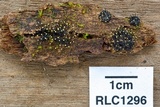Fluviostroma wrightii image