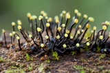 Fluviostroma wrightii image