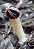 Lysurus cruciatus image