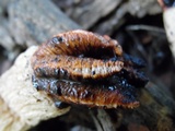 Lysurus cruciatus image