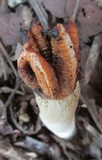 Lysurus cruciatus image