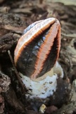 Lysurus cruciatus image