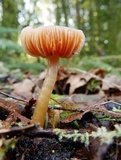 Hygrocybe psittacina var. perplexa image