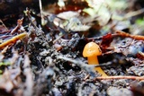 Hygrocybe psittacina var. perplexa image