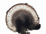 Fuscopannaria ignobilis image