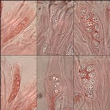 Fuscopannaria ignobilis image