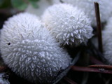 Lycoperdon curtisii image