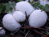 Lycoperdon curtisii image