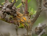 Puccinia evadens image