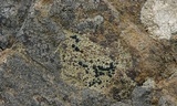 Lecidella asema image