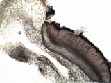 Staurolemma omphalarioides image