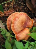 Gymnopilus luteofolius image