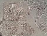 Staurolemma omphalarioides image