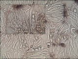 Staurolemma omphalarioides image