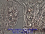 Staurolemma omphalarioides image