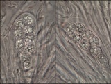 Staurolemma omphalarioides image
