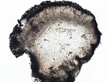 Lecidella stigmatea image