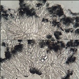 Lecidella stigmatea image