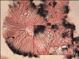 Lecidella stigmatea image