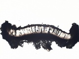 Diploschistes muscorum image