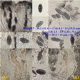 Diploschistes muscorum image