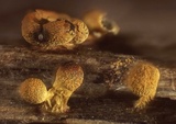 Craterium aureum image