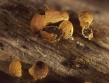 Craterium aureum image