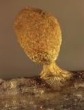 Craterium aureum image