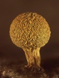 Craterium aureum image