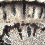 Rinodina atrocinerea image
