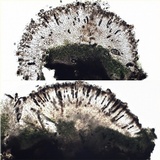 Rinodina atrocinerea image