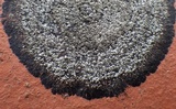 Rinodina aspersa image