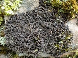 Nephroma tangeriense image