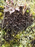 Leptogium palmatum image