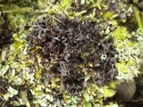 Leptogium palmatum image