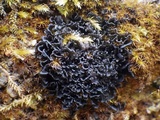 Leptogium gelatinosum image