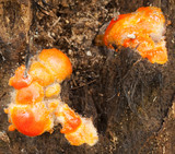 Lycogala epidendrum image