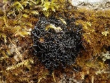 Leptogium gelatinosum image