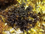 Leptogium gelatinosum image
