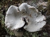 Umbilicaria grisea image