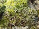 Cladonia squamosa image