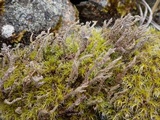 Cladonia squamosa image